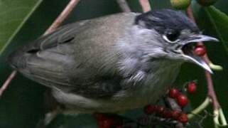 Eurasian Blackcap