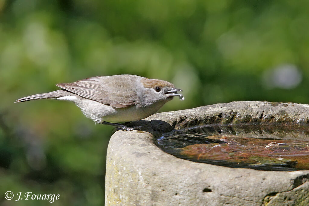 Eurasian Blackcap female adult, identification, Behaviour