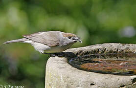 Eurasian Blackcap