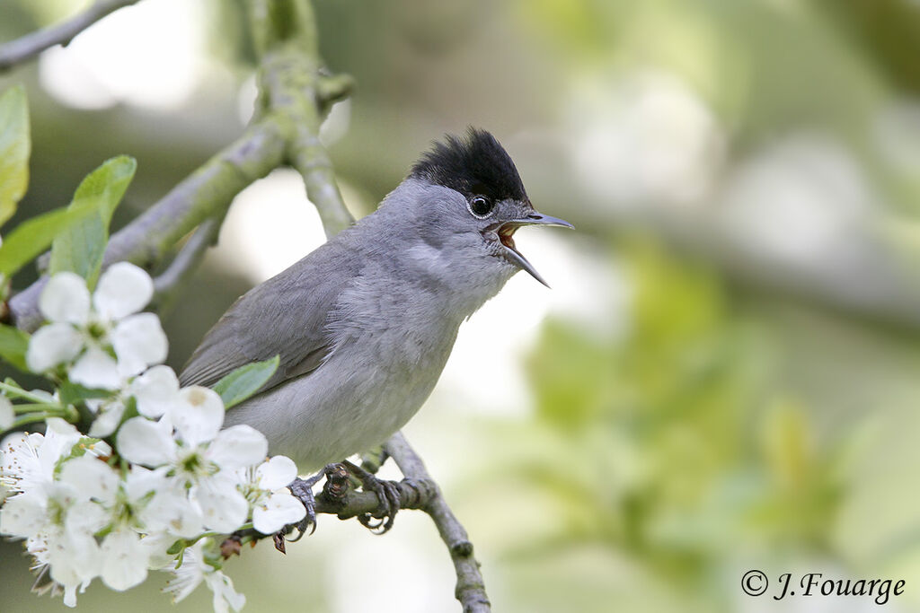 Eurasian Blackcap male adult, song, Behaviour