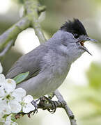 Eurasian Blackcap