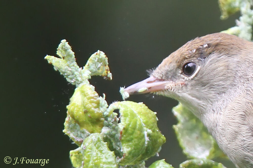 Fauvette à tête noirejuvénile, identification, régime, Comportement