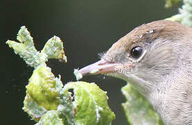 Eurasian Blackcap