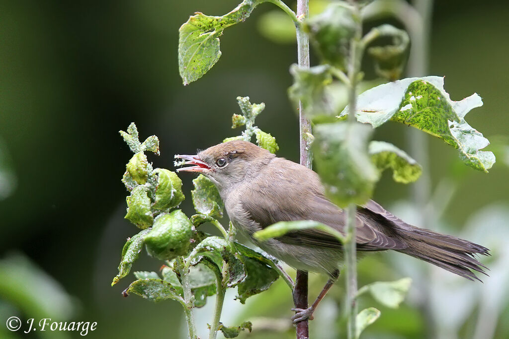 Eurasian Blackcapjuvenile, identification, feeding habits, Behaviour