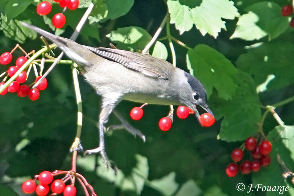 Eurasian Blackcap male, identification, feeding habits, Behaviour