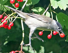 Eurasian Blackcap