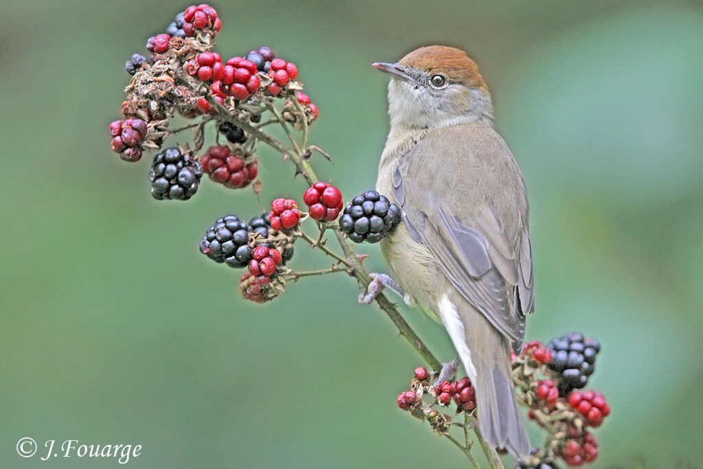 Eurasian Blackcap female, identification, feeding habits