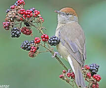 Eurasian Blackcap