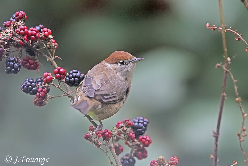 Eurasian Blackcap, identification, feeding habits