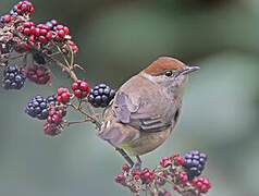 Eurasian Blackcap