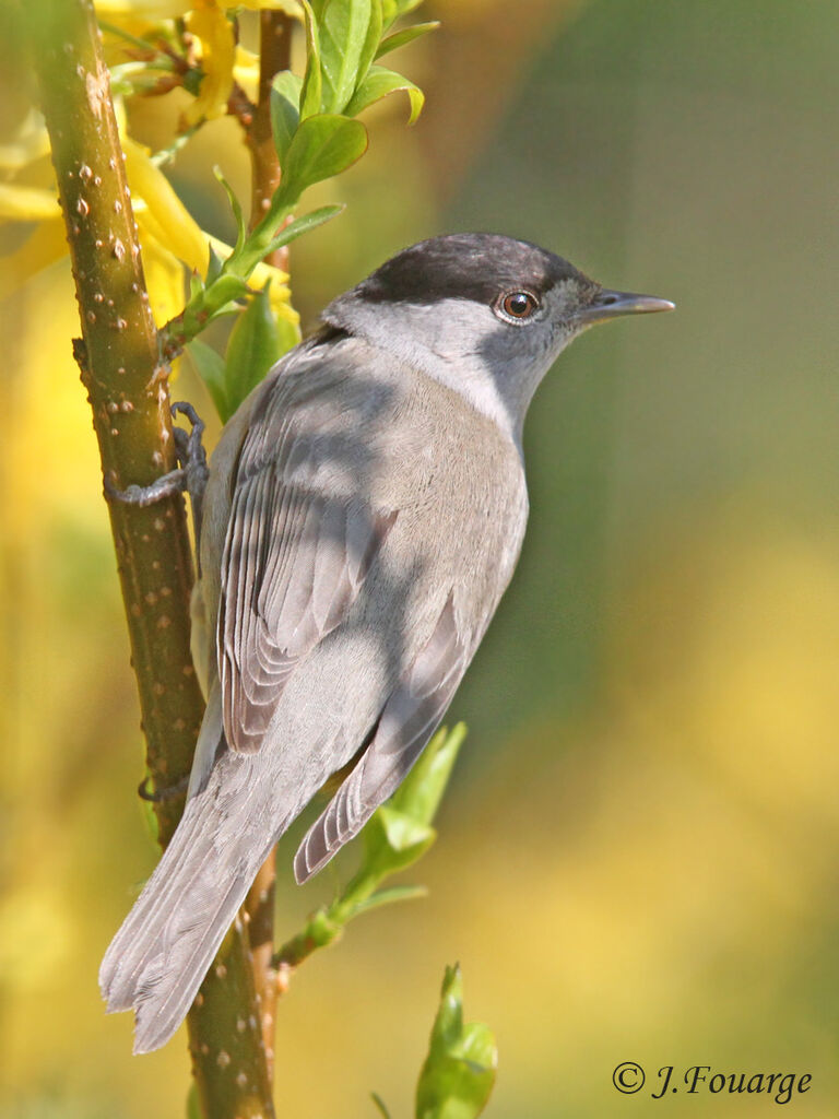 Fauvette à tête noire mâle adulte, identification