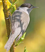 Eurasian Blackcap