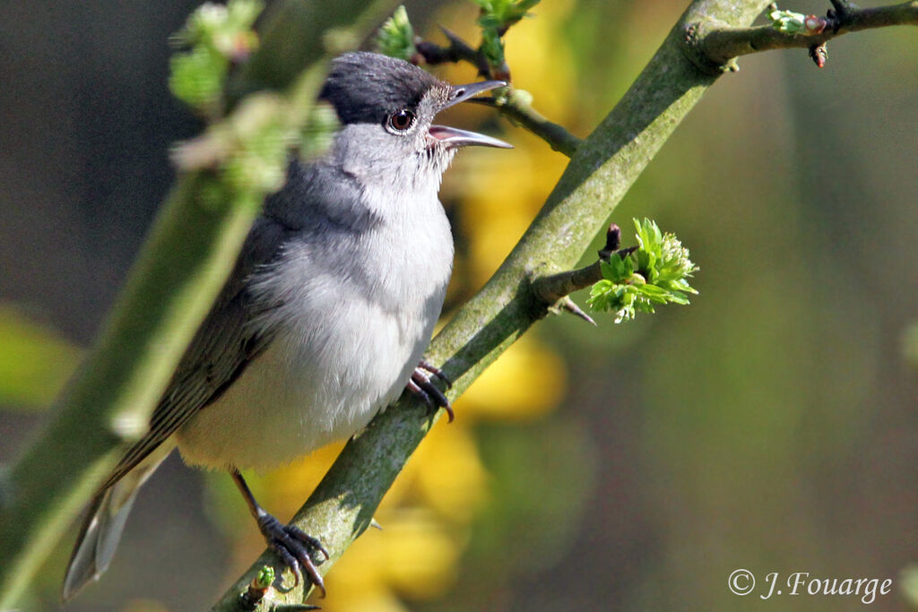 Eurasian Blackcap male adult, identification, song