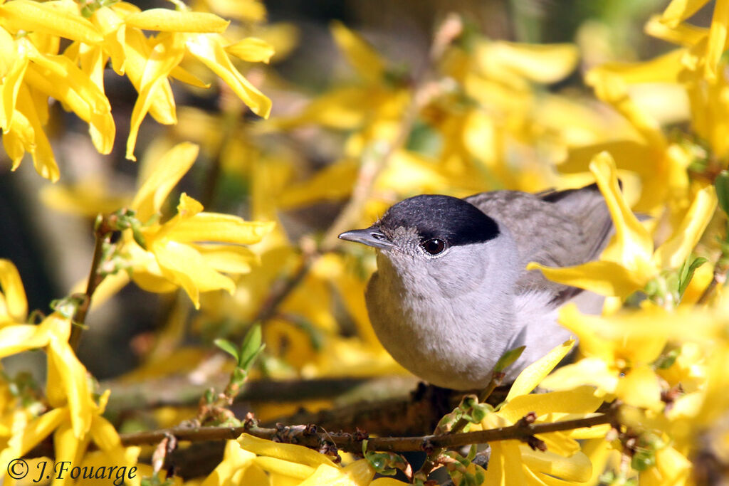 Eurasian Blackcap male adult, identification, Behaviour