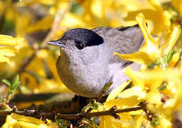 Eurasian Blackcap