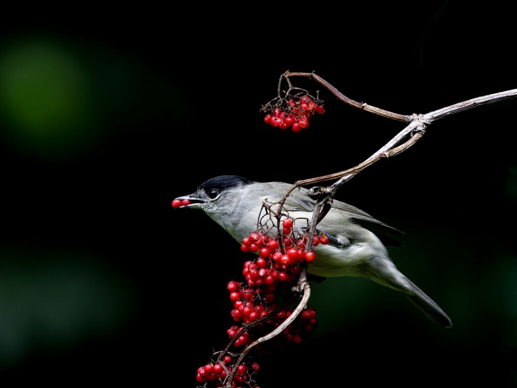 Eurasian Blackcap