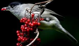 Eurasian Blackcap