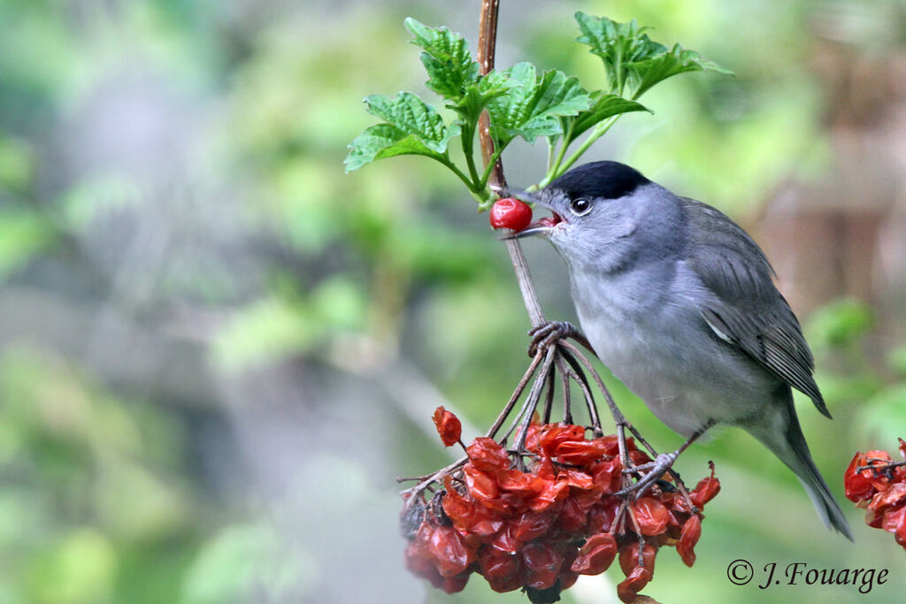 Eurasian Blackcap male adult, identification, feeding habits, Behaviour