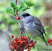 Eurasian Blackcap