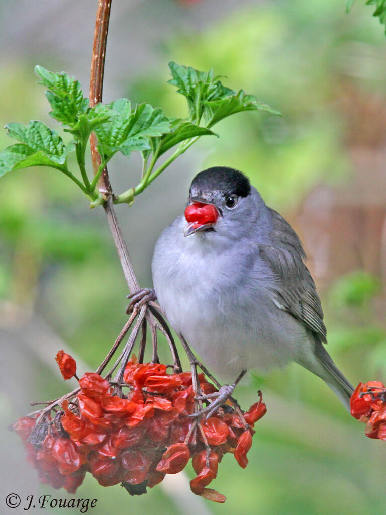 Eurasian Blackcap male adult, identification, feeding habits, Behaviour