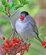 Eurasian Blackcap