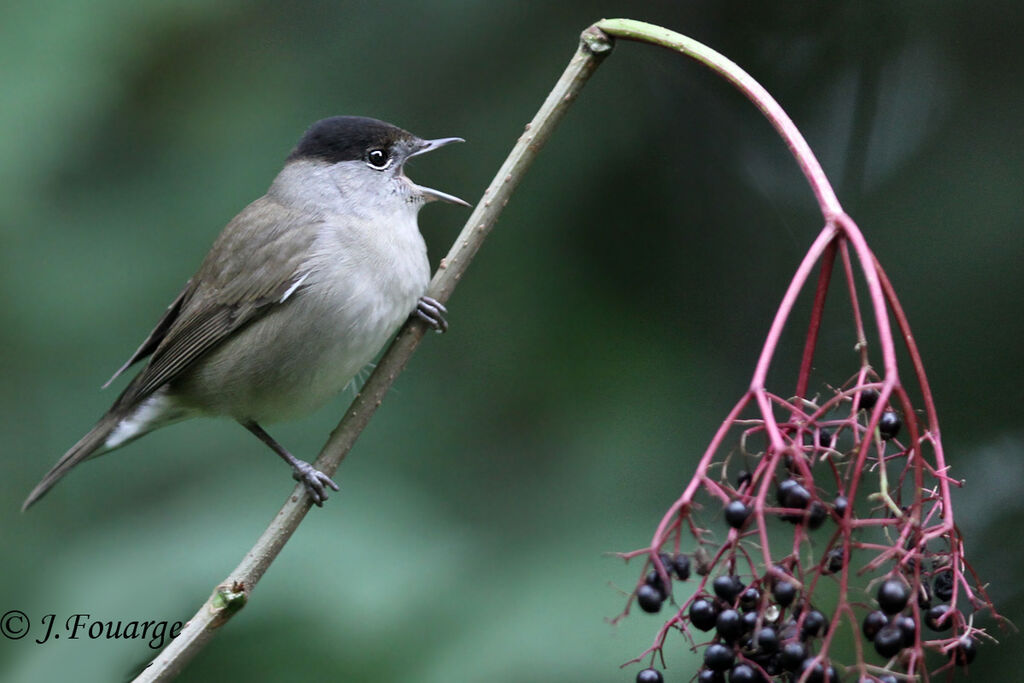 Eurasian Blackcap male, identification, feeding habits, Behaviour