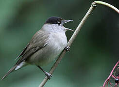 Eurasian Blackcap