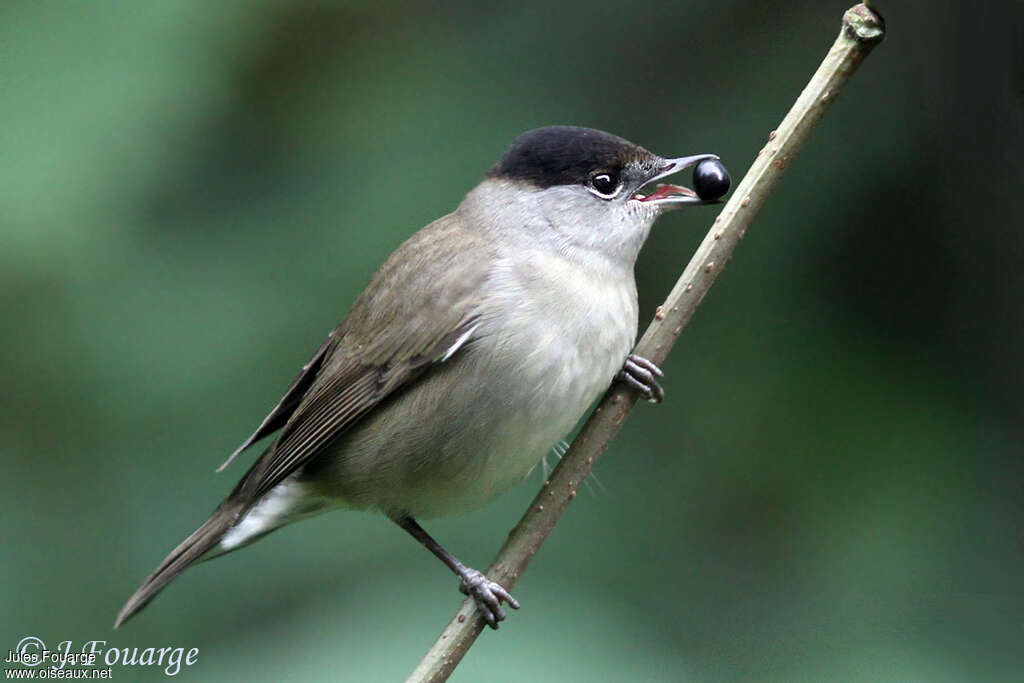 Eurasian Blackcap male adult, identification, feeding habits, Behaviour