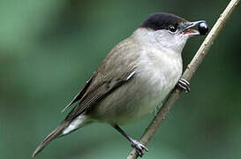 Eurasian Blackcap