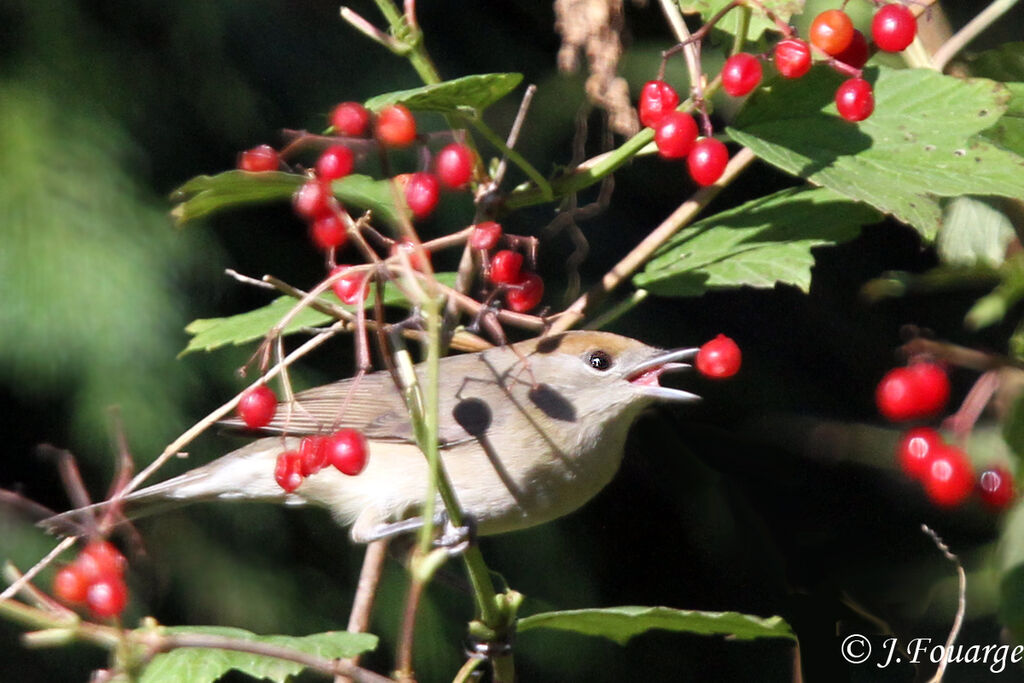 Eurasian Blackcap female adult, identification, feeding habits, Behaviour