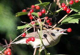 Eurasian Blackcap