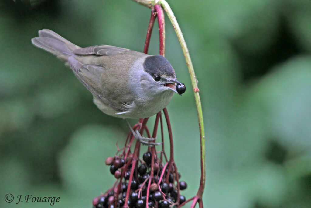 Eurasian Blackcap male, identification, feeding habits, Behaviour