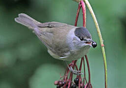 Eurasian Blackcap