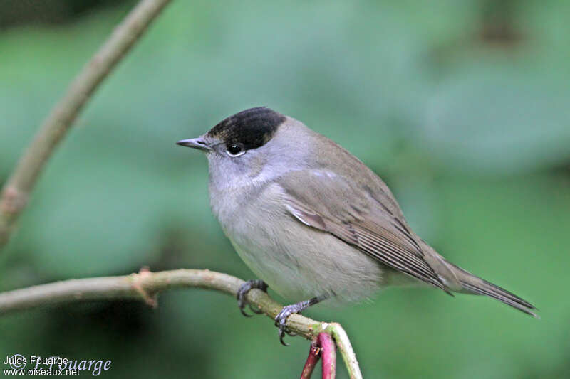 Eurasian Blackcap male adult, identification