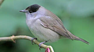 Eurasian Blackcap