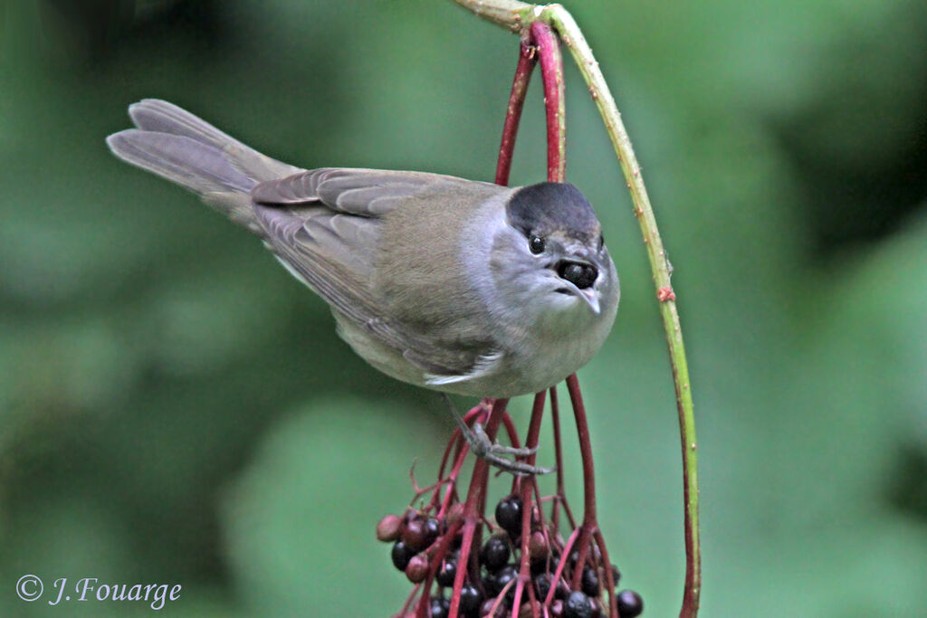 Fauvette à tête noire mâle, identification, régime, Comportement