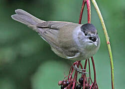 Eurasian Blackcap