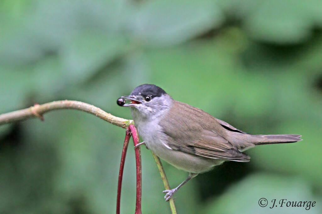 Eurasian Blackcap male, identification, feeding habits, Behaviour