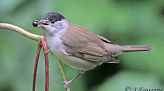 Eurasian Blackcap