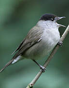 Eurasian Blackcap