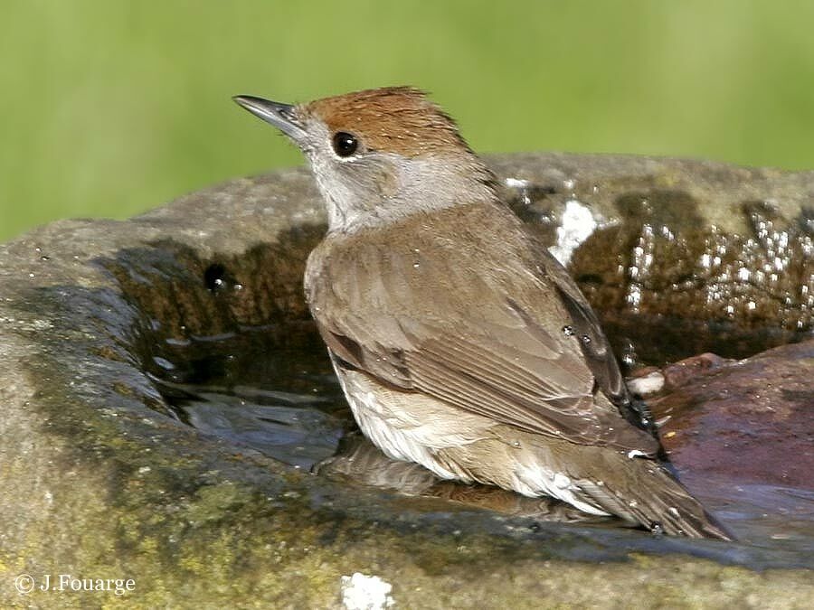 Eurasian Blackcap