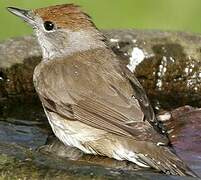 Eurasian Blackcap