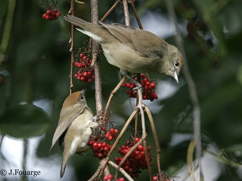 Eurasian Blackcap