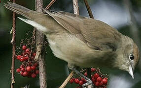 Eurasian Blackcap