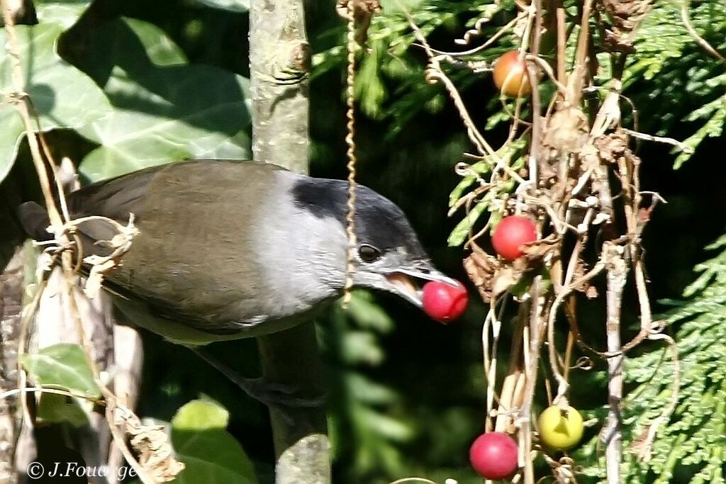 Fauvette à tête noire mâle