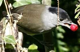 Fauvette à tête noire