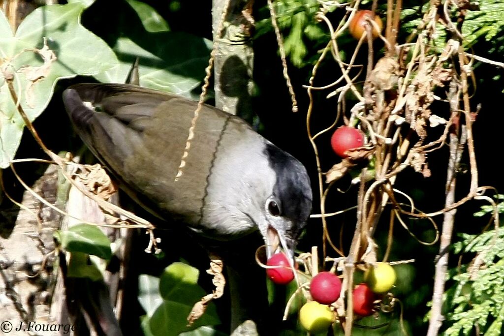 Eurasian Blackcap male