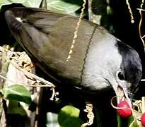 Eurasian Blackcap