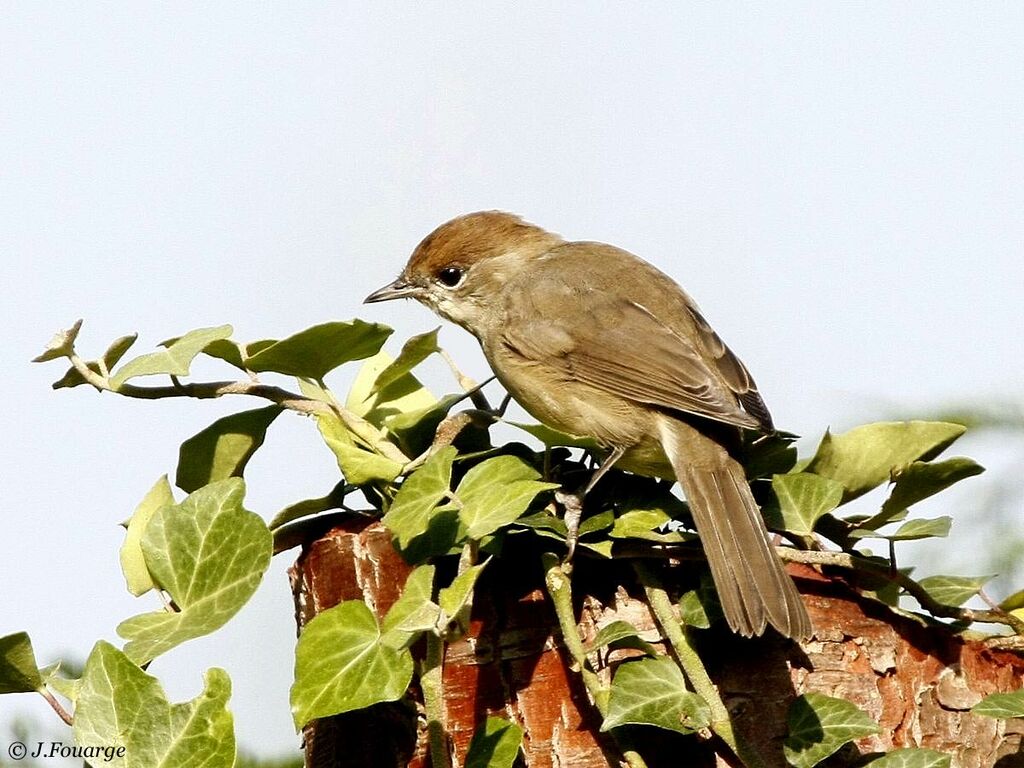 Eurasian Blackcap female