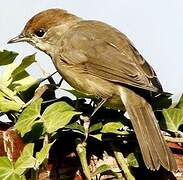 Eurasian Blackcap